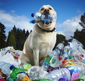 Labrador Bottle Collector